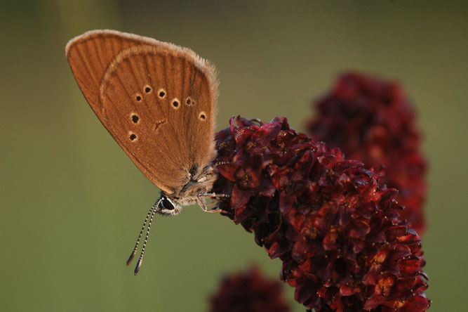 Der Schmetterling "Dunkler Wiesenknopf-Ameisenbläuling" sitzt auf der Blüte des Großen Wiesenknopfes