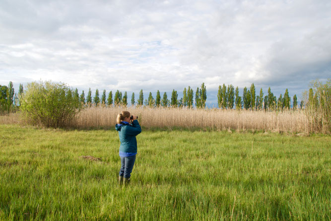 Eine Mitarbeiterin des NABU steht mit einem Fernglas in einer Wiese um Brutvögel im Wollmatinger Ried  zu erfassen.