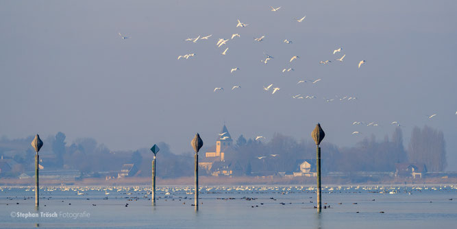 Singschwäne beim Anflug ins Ermatinger Becken - Foto: S. Trösch