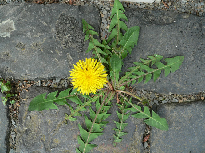 More than weeds - Mehr als Unkraut: Eine Veranstaltung des NABU KV Stade auf dem Stader Fischmarkt