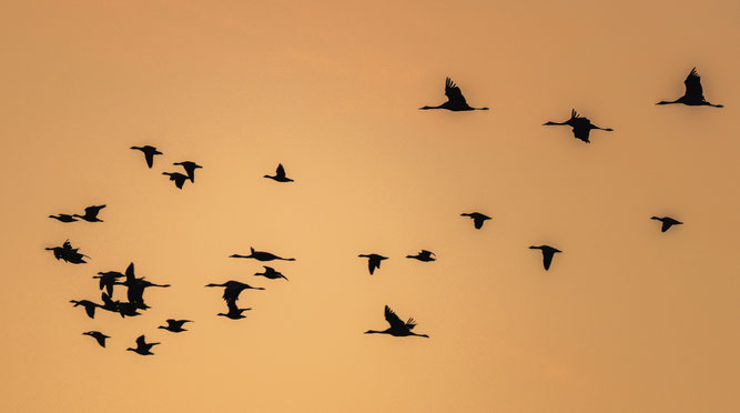 Zugvögel im Aschhorner Moor. NABU-Führung am 02.11.2024 mit über 30 Teilnehmern