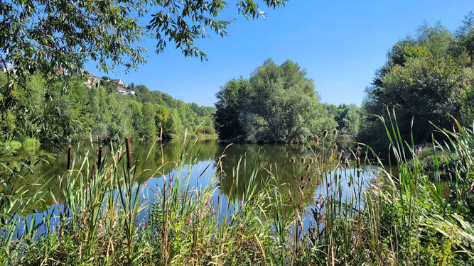 Neckarbiotop Zugwiesen im Jahr 2023