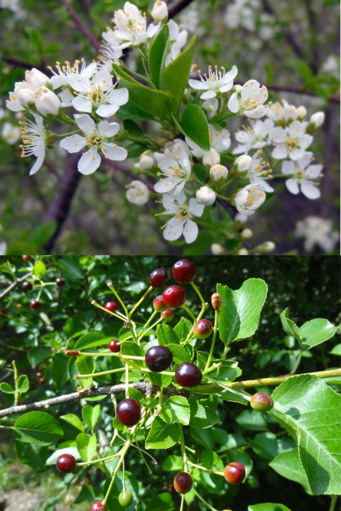 Steinweichsel in Blüte (oben) und mit Früchten (unten) – Bild: Baumschule Eggert, Vaale