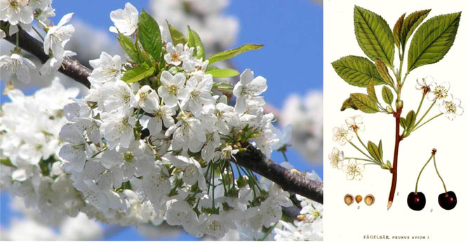Bild links: Blüten der Vogelkirsche (Baumschule Eggert, Vaale), Bild rechts: Illustration v. C.A. Magnus Lindman " Bilder zu Nordens Flora"