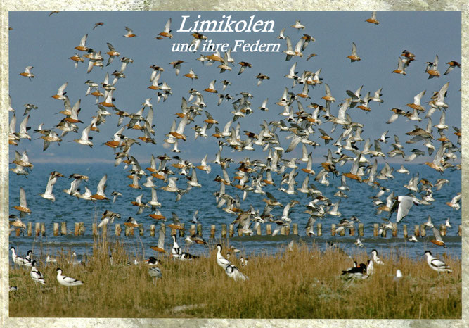 Titelbild und Weiterleitung zu Lothar Sielmann- Die Federsammlung Band 1: Limikolen und ihre Federn
