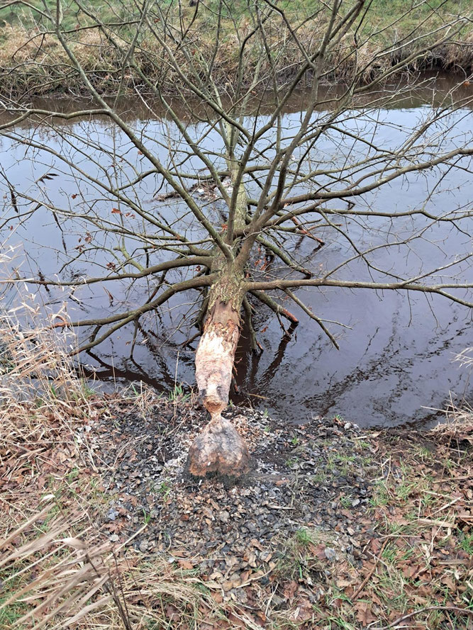 Biberspuren Meine