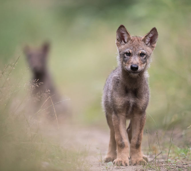 Foto: Wolfswelpen auf Erkundungstour (Foto: Heiko Anders/NABU)