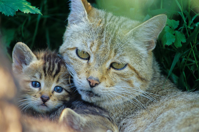 Foto: Thomas Stephan, BUND Wildkatzenprojekt)