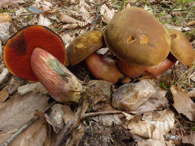 Der Flockenstielige Hexenröhrling gilt gut gegart als hervorragender Speisepilz (Foto: Jörg Albers)