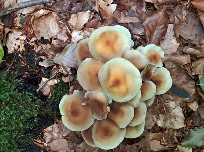 Schwefelköpfe lieben morsche Stümpfe und Wurzeln (Foto: Klaus Todtenhausen)