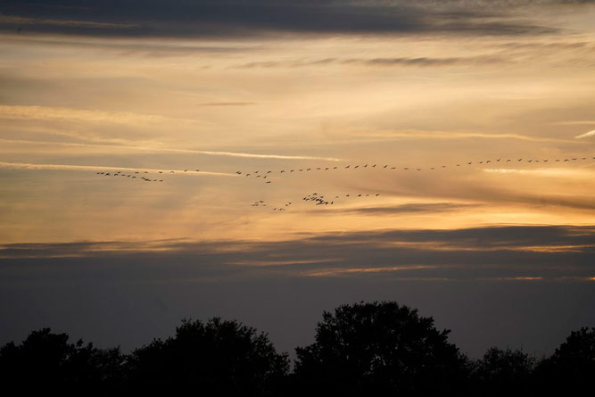 Kraniche am Abendhimmel (Foto: A. Otte)