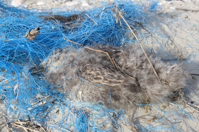 Strandgut: Totes Möwenküken im Netz (Foto: NABU)