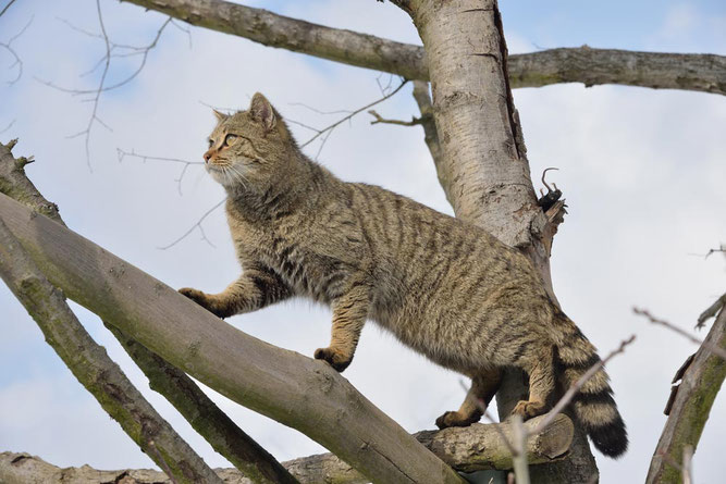 (Foto: Thomas Stephan, BUND Wildkatzenprojekt)