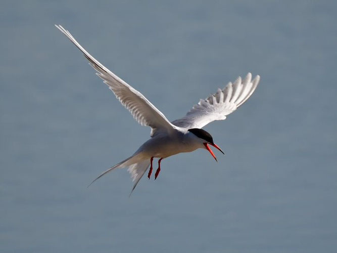 Flussseeschwalbe beim Spähen nach Beute (Foto: Dr. Hermann Oldenburg)