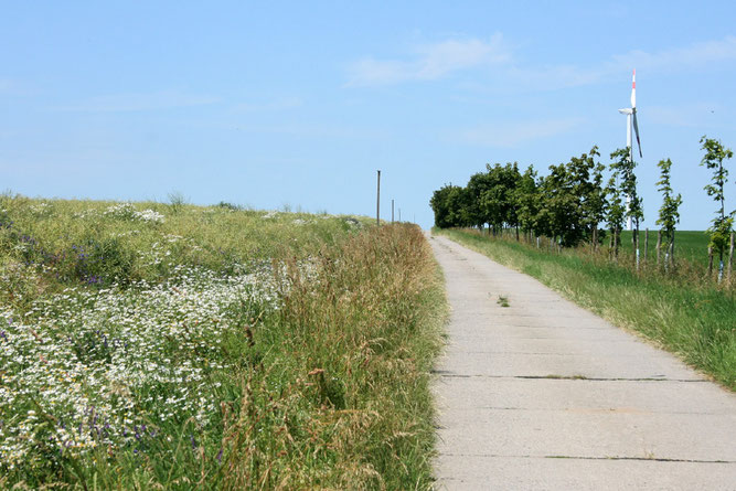 Wildblumensaum und Baumreihe (Foto: Eric Neuling/NABU)