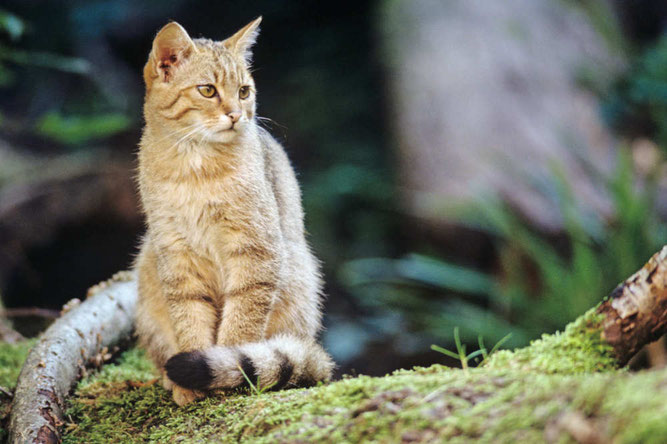 (Foto: Thomas Stephan, BUND Wildkatzenprojekt)