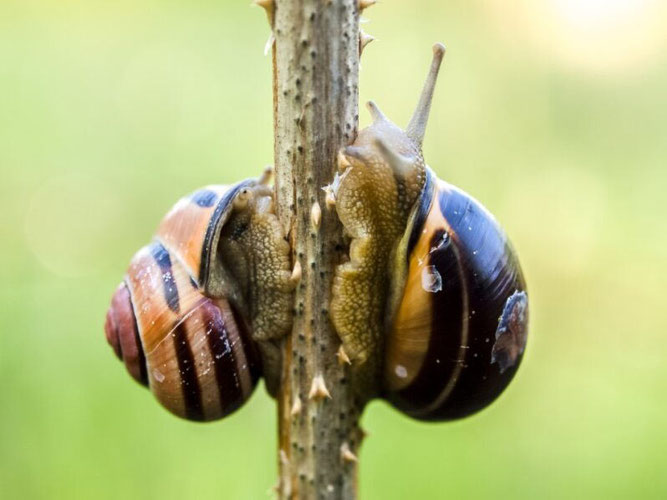 Bänderschnecken (Foto: NABU Niedersachsen)