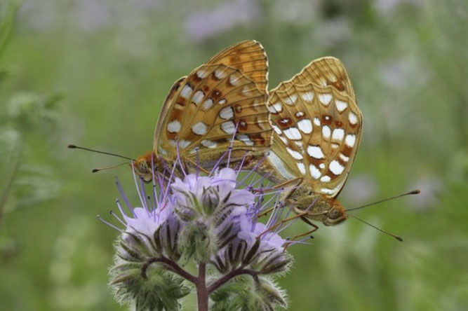 Feurige Perlmuttfalter auf Phacelia. (Foto: © Frank Gottwald)