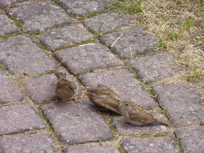 Haussperlinge werden auch am Boden von ihren Eltern versorgt (Foto: Frank-Ulrich Schmidt)