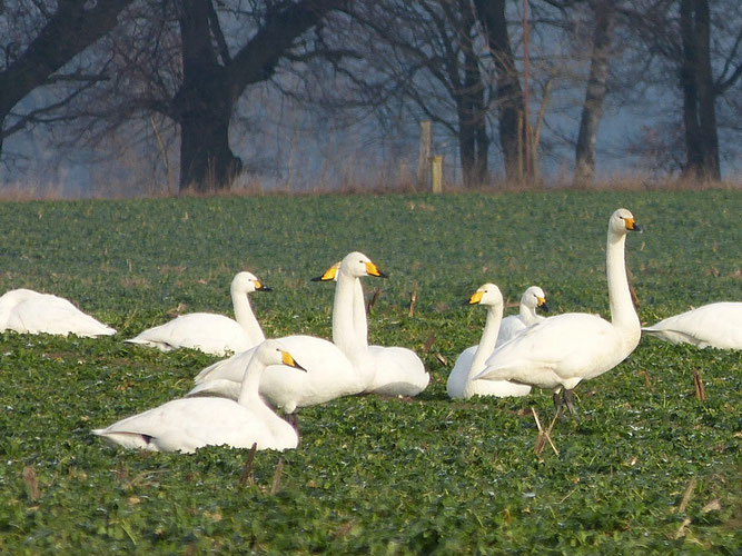 Gastvögel aus dem hohen Norden: Sing- und Zwergschwäne  (Foto: F.U. Schmidt)