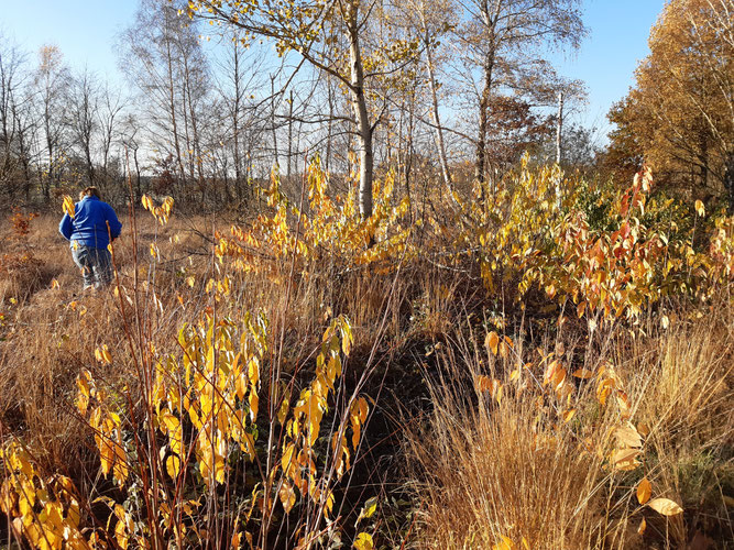 Moorige Landschaft bei Rethem muss entkusselt werden (Foto: NABU Heidekreis)