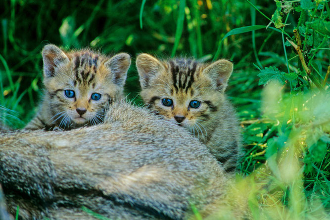 Junge Wildkatzen (Foto: Thomas Stephan/BUND)