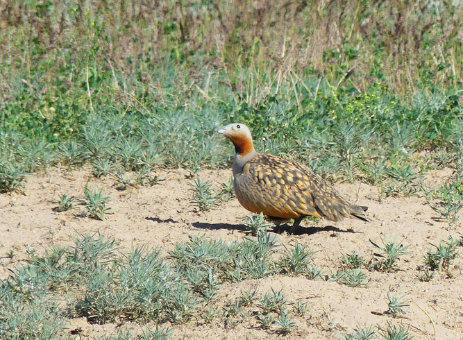 Sandflughuhn (Foto: F.U. Schmidt)