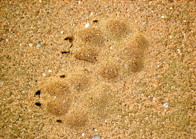 Wolfsspuren im Sand (Foto: M. Bathen/NABU)