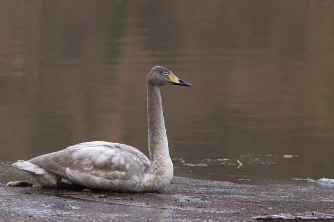Junger Singschwan auf der Fulda (Foto: Tanja Kurzenknabe)