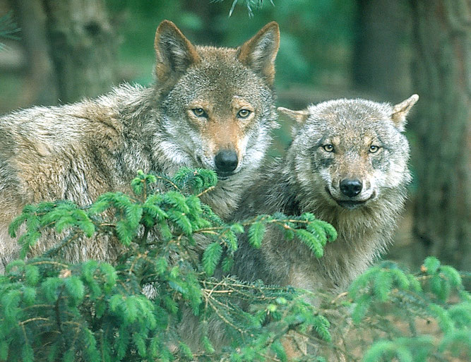 Wölfe im Wald, NABU/Steffen Zibolsky