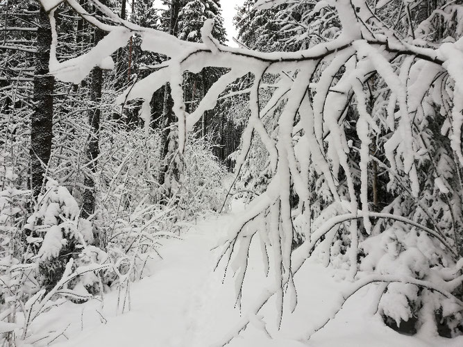 Kraftquelle, Neuanfang, Neubeginn, Wochenlieblinge, Wochenrückblick, Wintertraum, Winterlandschaft, Schnee im Fichtelgebirge
