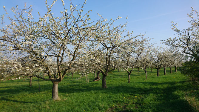 Kirschblüte auf der NABU-Streuobstwiese in Roda. Foto: NABU Ilm-Kreis