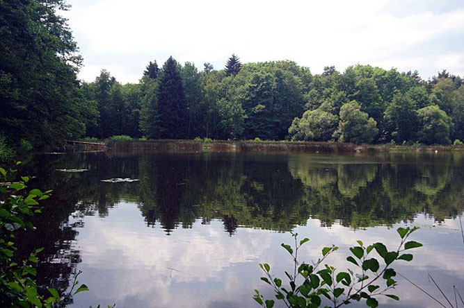 Der Teich hat eine große Bedeutung als Laichgewässer für fast alle im Ilm-Kreis vorkommenden Amphibien und ist Brut- und Nahrungsgebiet für viele Vogelarten. Foto: NABU Ilm-Kreis