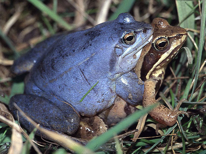 Moorfroschhochzeit an den Sorger Teichen. Foto: NABU Ilm-Kreis