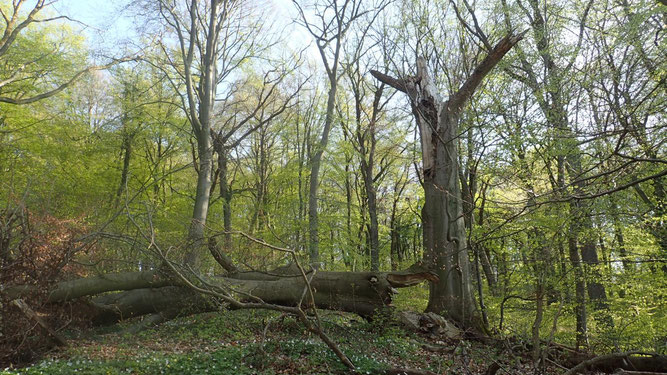 In Buchenwäldern mit Totholz  Spechtarten V48 - Laubwälder zwischen Braunschweig und Wolfsburg Mittelspecht Rotmilan