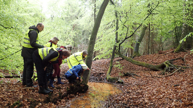 Ehrenamtliche NABU-Mitglieder  bei der Feursalamander-Erfassung im Lappwald.