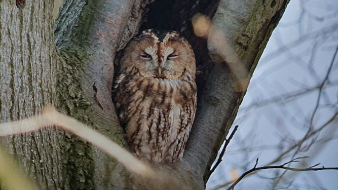 Ein Waldkauz sitzt am Höhleneingang in einer alten Buche. Die Augen sind kaum geöffnet.