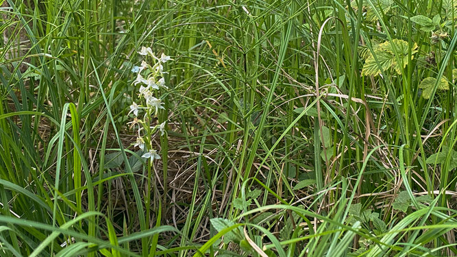 Eine zarte weiße Orchidee steht inmitten grüner Vegetation.