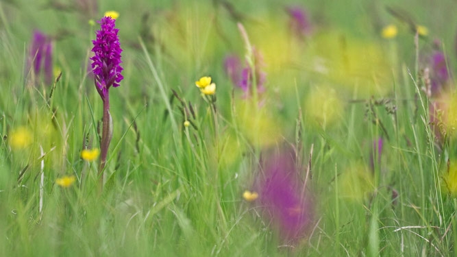Blühende Orchideen auf einer Wiese.