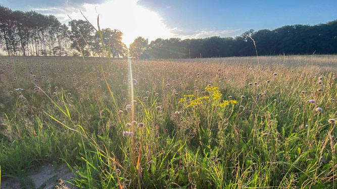 Sonnenuntergang auf der Dohlenwiese mit Grasnelken und Jakobs-Greiskraut im Gegenlicht.