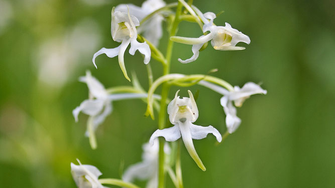 Die hübschen grünlich-weißen Orchideenblüten freigestellt vor einem grünen Hintergrund.