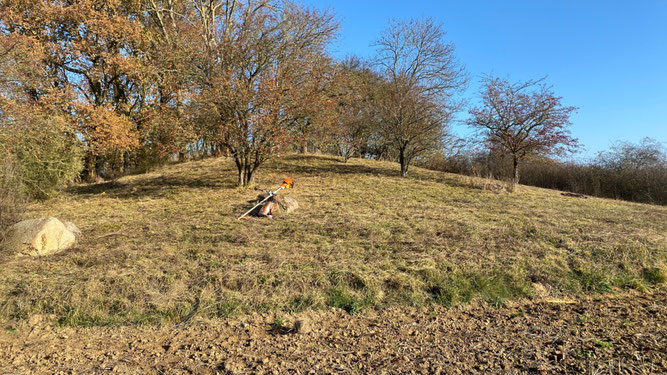 Herrliches Herbstwetter auf einem kleinen Hügel in der Feldflur. Im Vordergrund eine frisch gemähte Wiese mit Bäumen voller buntem Laub.