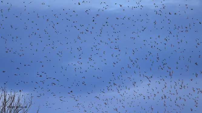 Einflug Bergfinken Foto NABU B. Etspüler