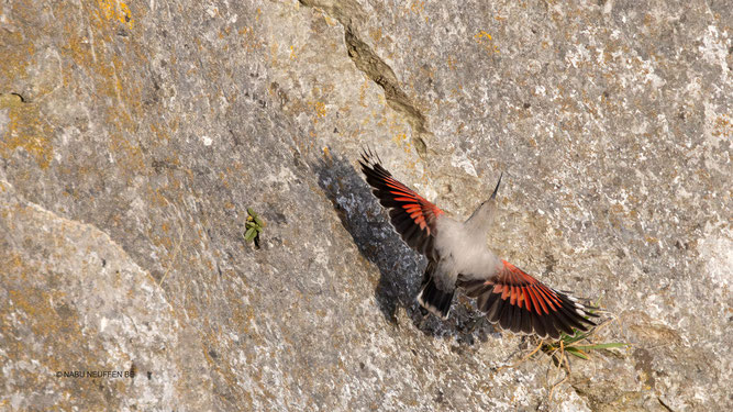 Mauerläufer Foto NABU B. Etspüler