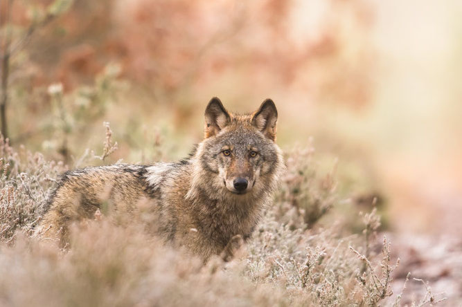 Wolf in sonniger Landschaft - Foto: Heiko Anders