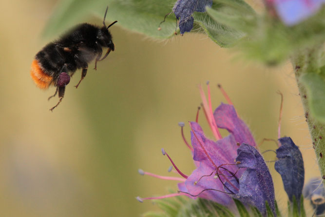 Steinhummel,  ©  Foto: Bodo Rudolph