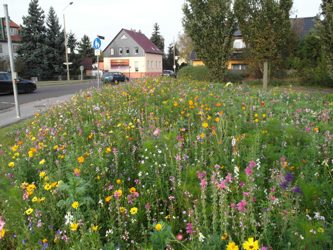 Herbst 2014 - an der Kreuzung in Neuschmerzke vom Stadtgartenamt angelegte Wildblumewiese, © Foto: Bodo Rudolph