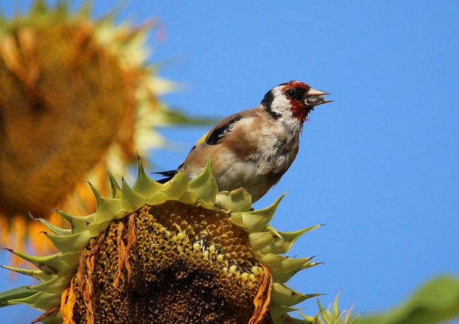 Foto Max Dechant