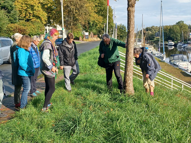 Eine junge Baumhasel am Rüstersieler Hafen wird eingehend untersucht und besprochen