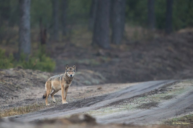 Wolf auf Forstweg; © Heiko Anders